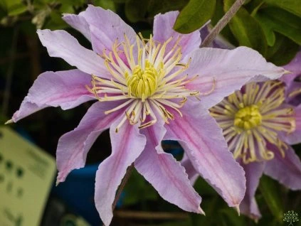 Clematis Justa
