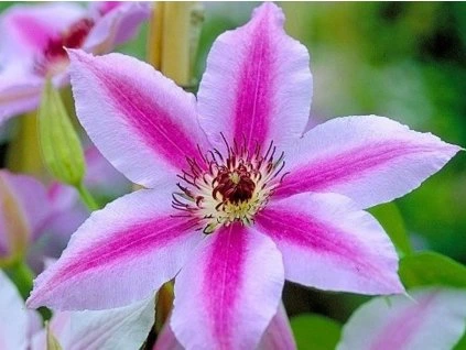 55827 plamenek nelly moser