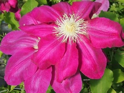 Clematis Vino 3
