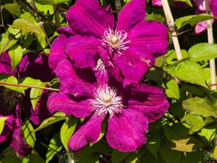 Clematis Rouge Cardinal