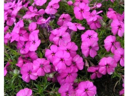 55860 1 Phlox douglasii Crackerjack