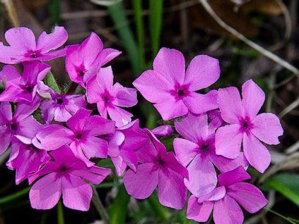 plam�nka p�vabn�