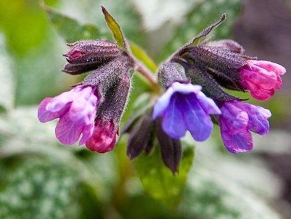 plicn�k skvrnit�