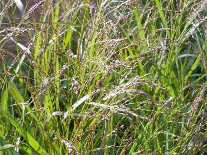 57087 proso prutnate warrior panicum virgatum warrior