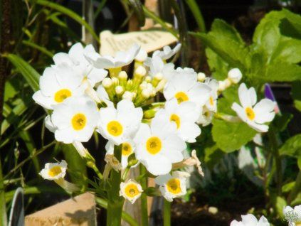 Primula japonica (1)