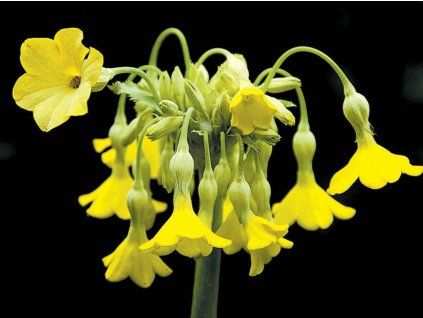 prvosenka vy���