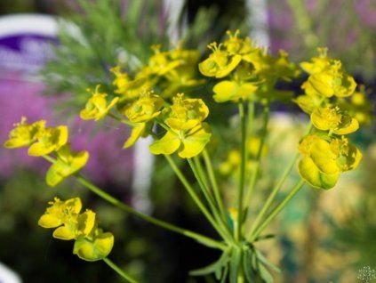 Geh weg, kleines Mädchen.