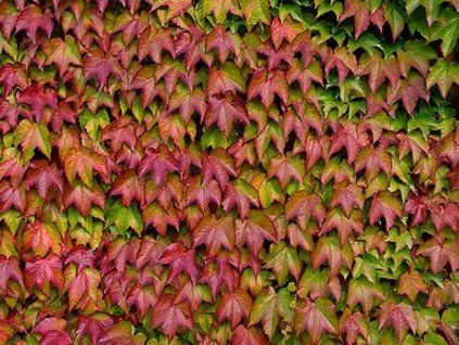 Blattlaus dreilappig