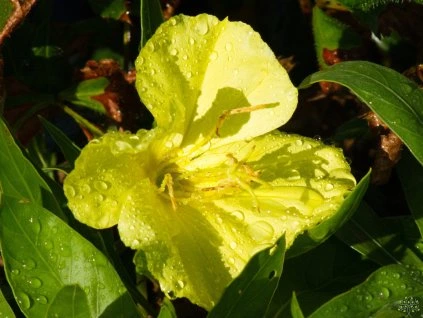 Oenothera missouri