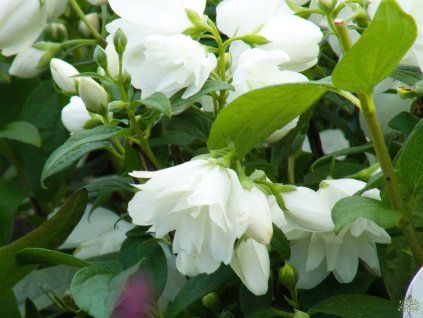 Philadelphus Snowbelle (1)