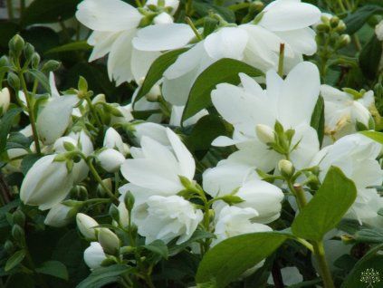 57468 2 philadelphus snowbelle 4