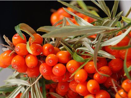 Moskauer Schönheiten2