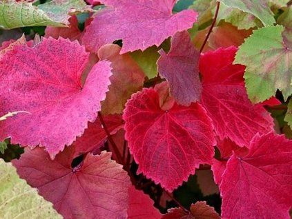 57855 reva coignetova