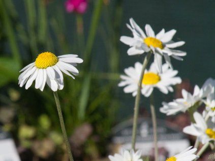 Anthemis carpatica 'Karpatenschnee' (2)