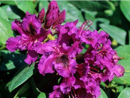 Rododendron 'Azurro' (Balení kontejner C5)