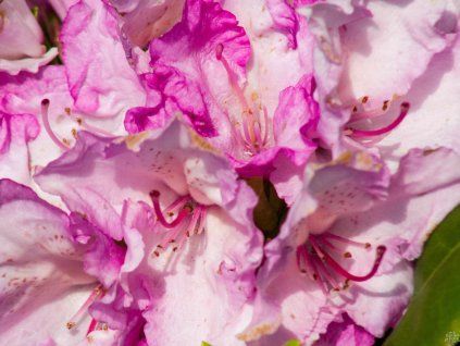 Rhododendron Blurettia (2)