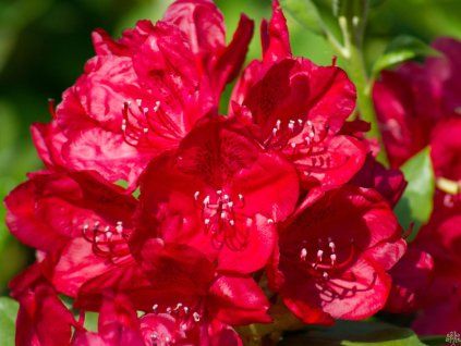 Rhododendron Hachmanns Feuerschein