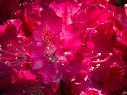 Rhododendron Royal Scarlet