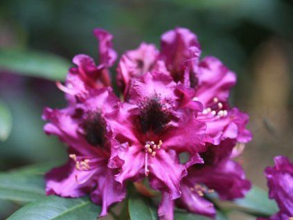 Rododendron 'Purple Splendour' (Balení kontejner C5)