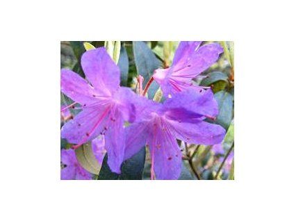 58458 1 Rhododendron mit Amethyst überzogen