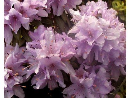 58491 1 rododendron obtizeny krumlov