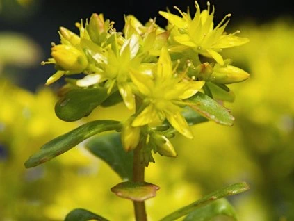 Sedum wo