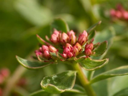 Sedum