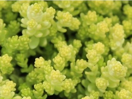 Sedum aurea
