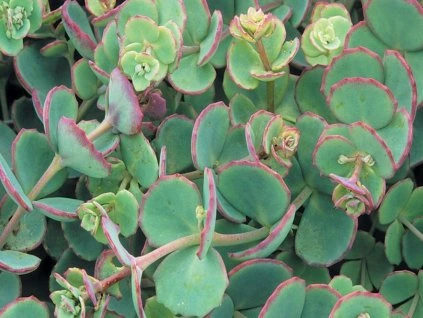 Sedum 1