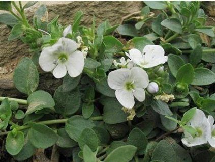 Er zerbrach das Reptil