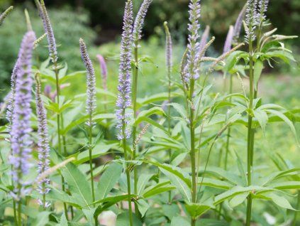 veronicastrum virginicum apollo 2