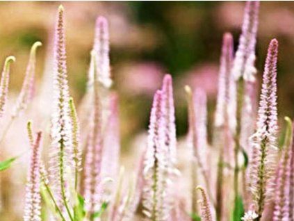 rosafarbenes Leuchten