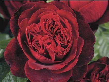 Rose 'Admiral' (Container C2-Verpackung)