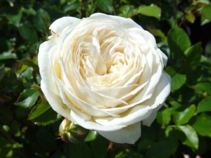 Rose 'Artemis®' (Verpackung im Container C2)