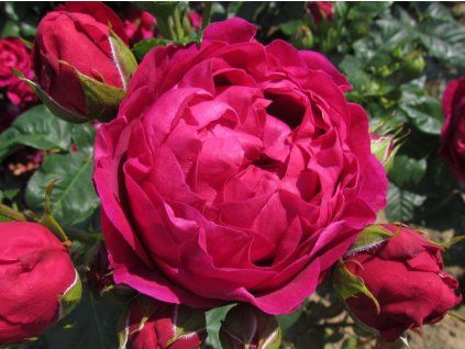 Rose 'Ascot®' (Containergröße C2)