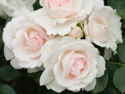 Rose 'Aspirin® Rose' (Container C2)