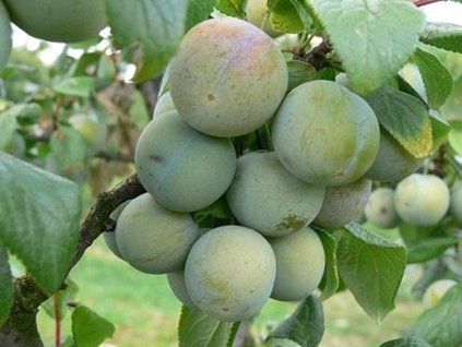 60078 ryngle wazonova