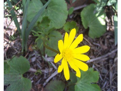 Windröschen handblättrig (Verpackter Behälter p11)