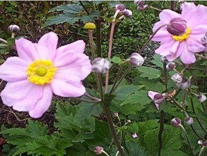 Japanische Anemone