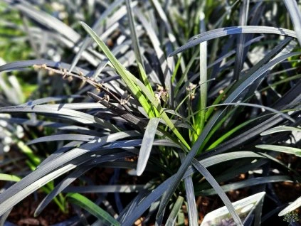 Ophiopogon Niger (2)