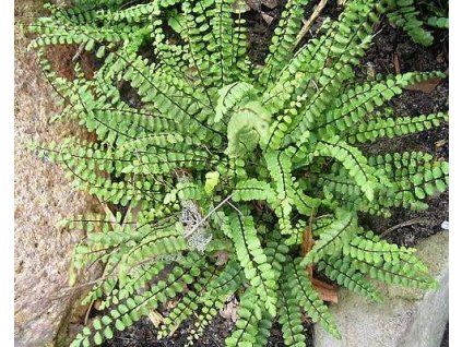 60774 1 rote Sternmiere p11