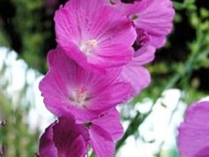 sl�zovn�k purpurea