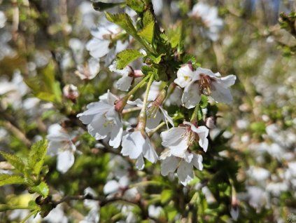 Prunus incisa Kojo no mai (2)