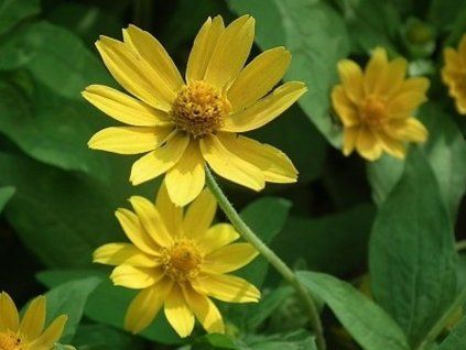 kleinblütige Sonnenblume