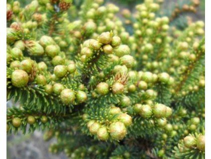 60960 1 smrk ajansky chitosemaru