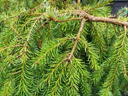 Picea omorika Pendula2 (2)