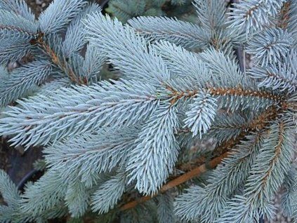 61026 1 smrk pichlavy