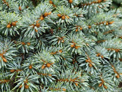 Picea pungens 'Blue Pearl' (4)