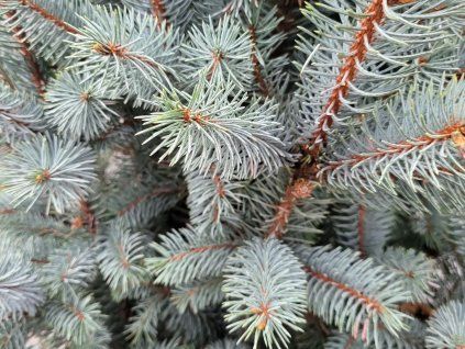 Picea pungens 'Iseli Fastigiata' (1)