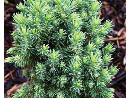 61128 1 Fichte grau klein